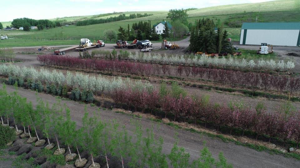 Vollmin Trees | 261043 Range Rd 24, Calgary, AB T3R 1E3, Canada | Phone: (403) 860-6957