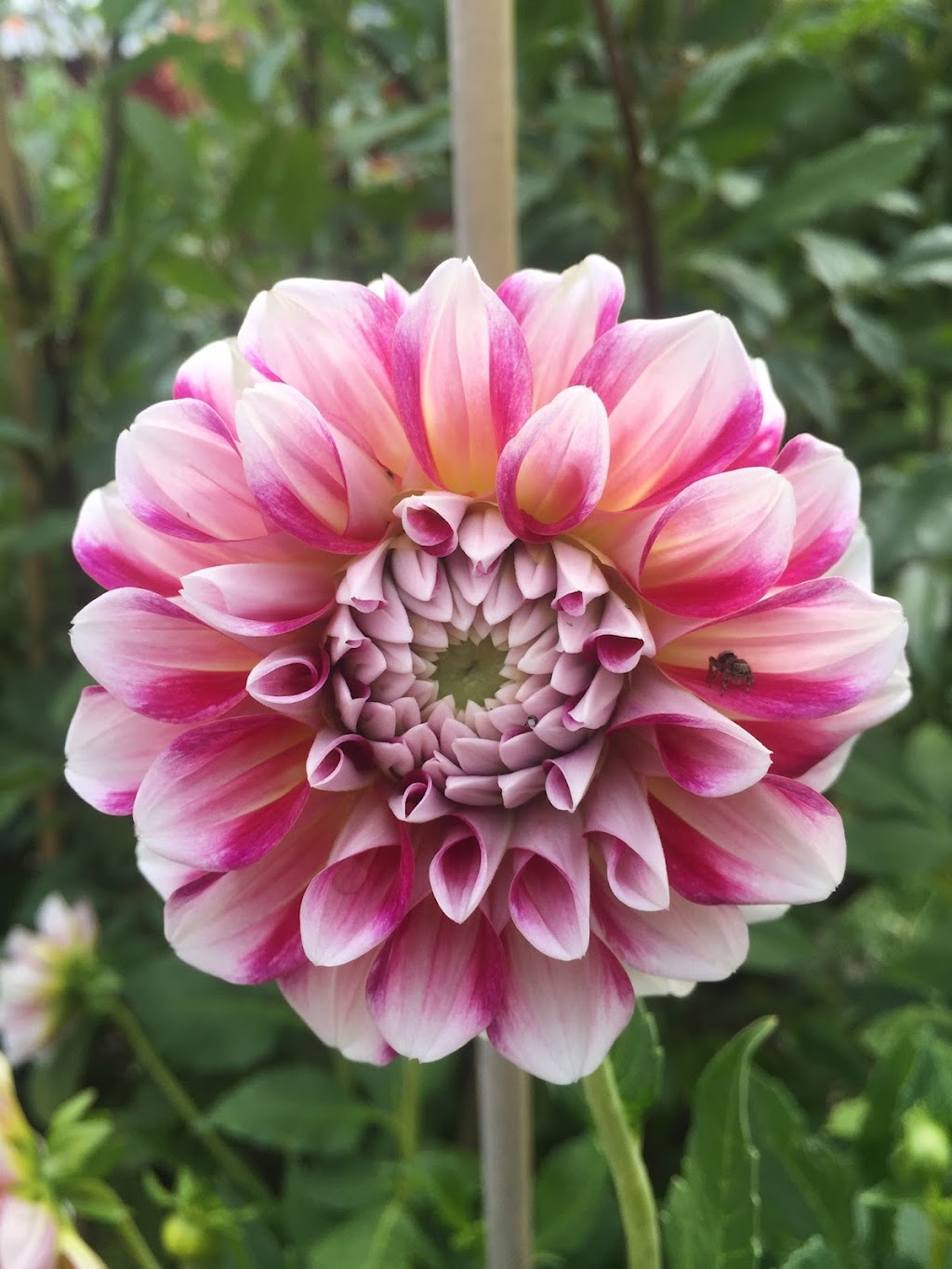 Biggar Blooms | 9820 Biggar Rd, Niagara Falls, ON L0S 1K0, Canada | Phone: (905) 359-6979