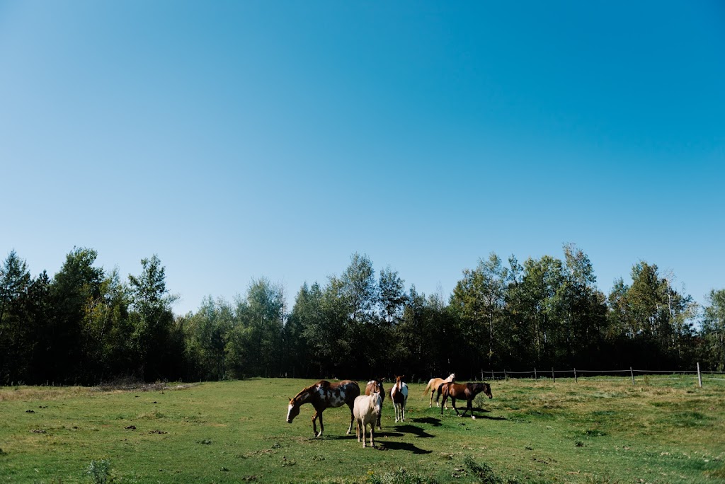 Centré-Questre Tandem | 68 QC-143, Hatley, QC J0B 2C0, Canada | Phone: (819) 919-2219
