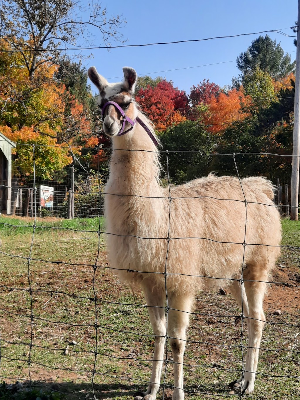 Zoo Animalia - Refuge pour animaux | 3381 Rang des Chutes, Saint-Édouard-de-Maskinongé, QC J0K 2H0, Canada | Phone: (514) 475-3160