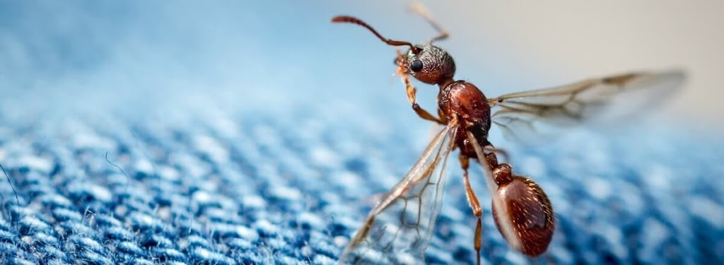 TOPLINE Pest Control | 21 Panamount St NW, Calgary, AB T3K 0H2, Canada | Phone: (403) 813-3666