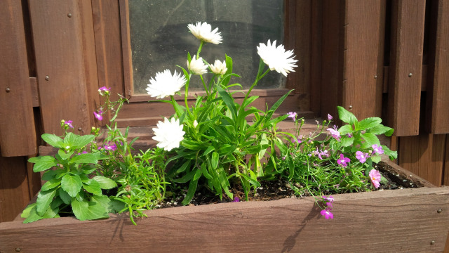 Guelph Street Community Garden | 250 Guelph St, Kitchener, ON N2H, Canada | Phone: (289) 928-7533