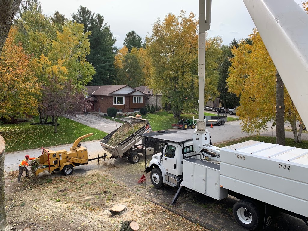 The Tree Fellers | Nottawa, ON L0M 1P0, Canada | Phone: (705) 441-2494
