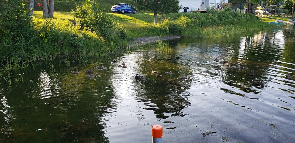 Camping Barbe inc. | 236 Chemin de Blue Sea, Blue Sea, QC J0X 1C0, Canada | Phone: (819) 463-3494