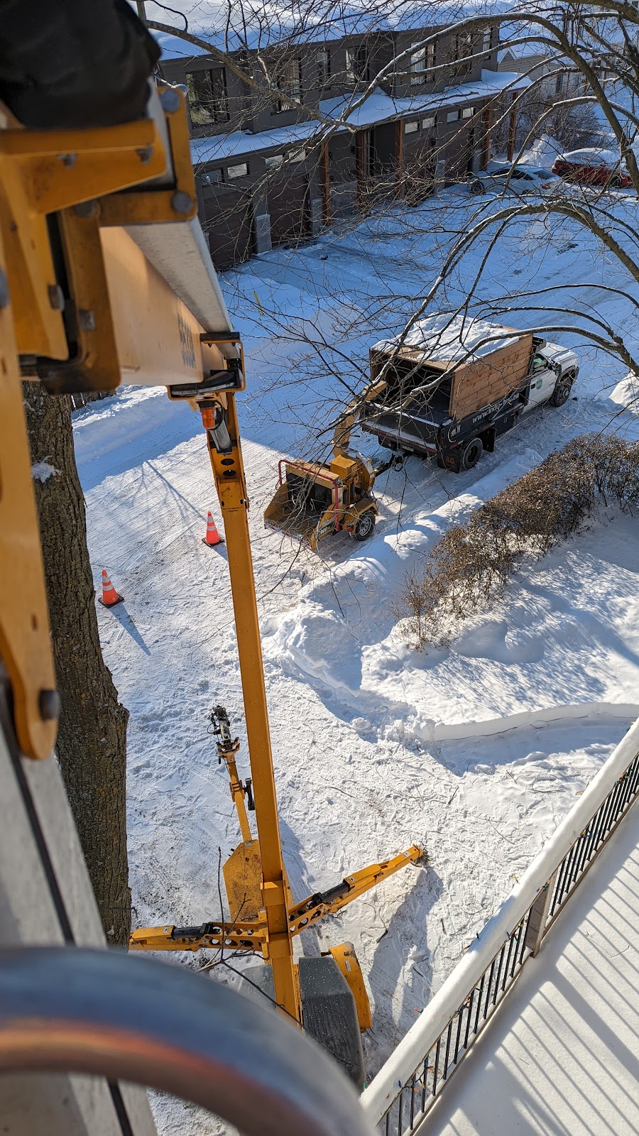 Independent Tree Care | 101 Brae Cres, Stittsville, ON K2S 1P1, Canada | Phone: (613) 720-0274