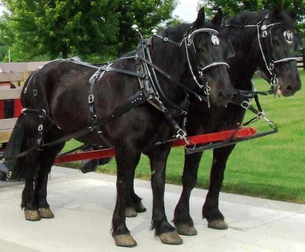 Attelages Micman Harness | 07 Rue Guillemette, Saint-Christophe-dArthabaska, QC G6R 0H2, Canada | Phone: (819) 960-6264