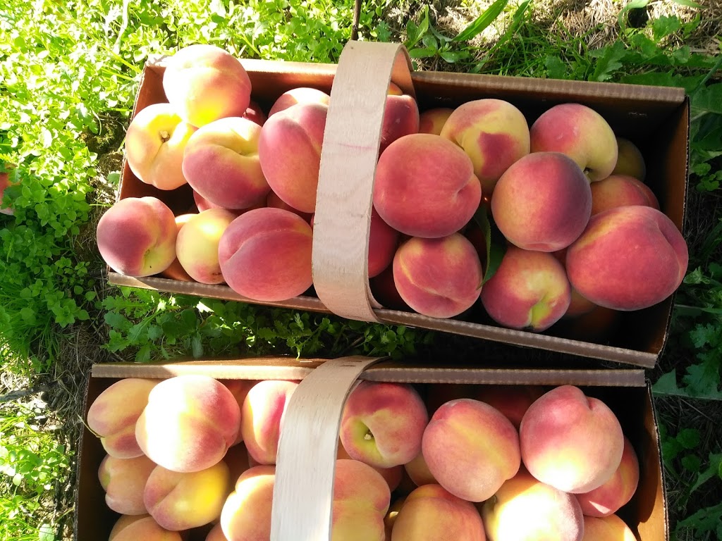 Northend Gardens | 4030 Fifteenth St, Jordan Station, ON L0R 1S0, Canada | Phone: (905) 562-0551