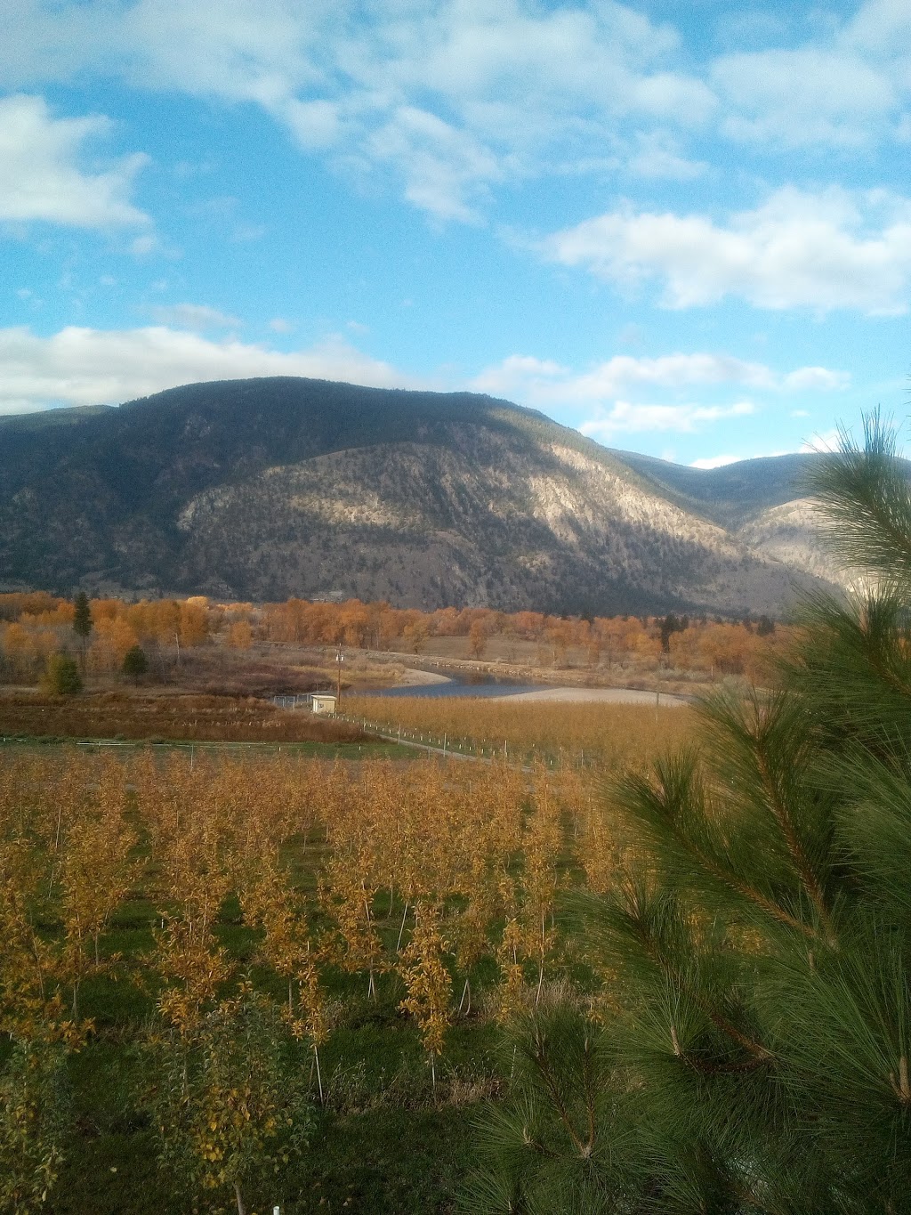Liber Farm and Winery | 156 Sumac Rd, Cawston, BC V0X 1C0, Canada | Phone: (250) 499-5305