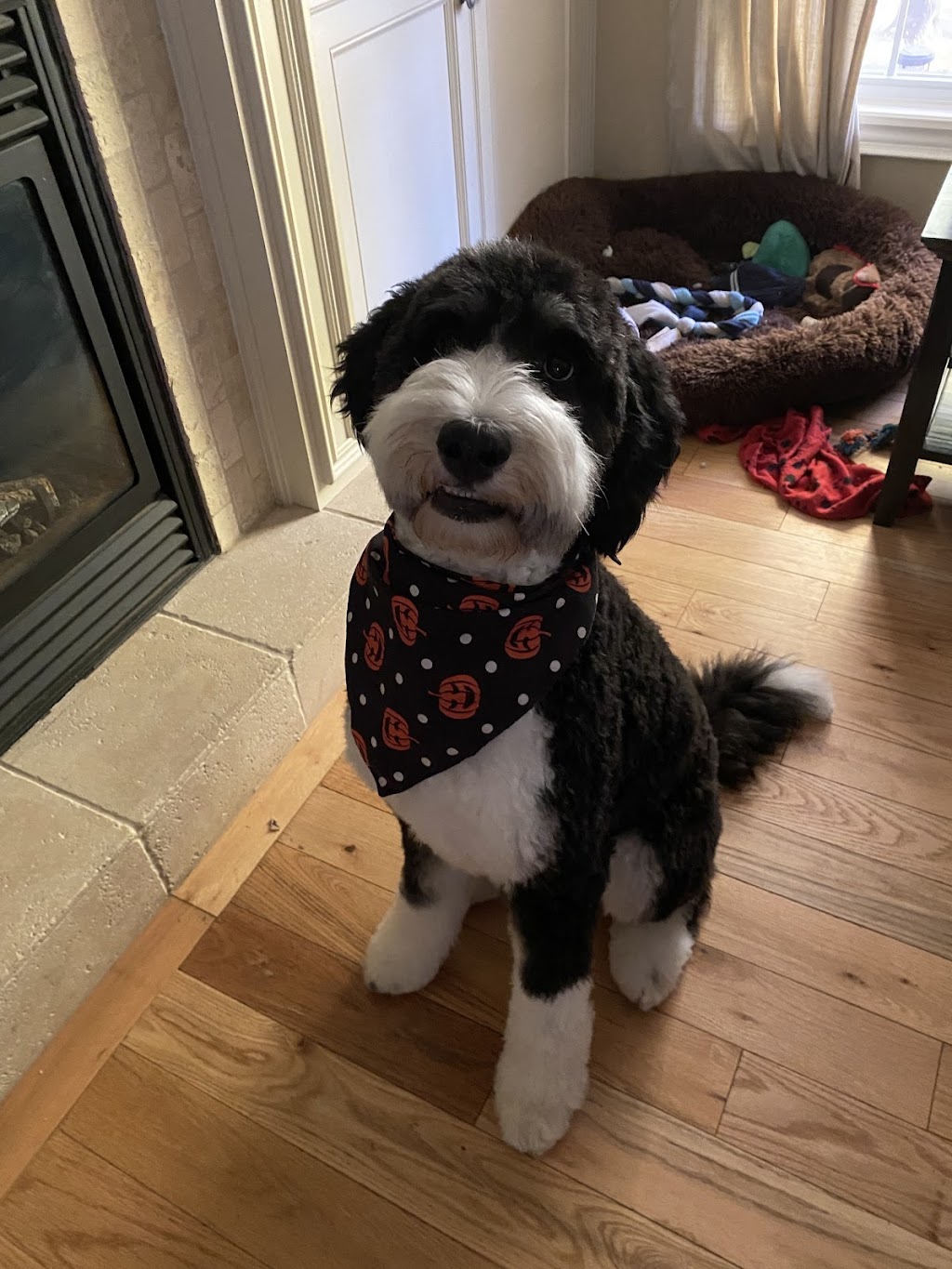 Taylord Paws | 962 Beach Blvd, Hamilton, ON L8H 6Z4, Canada | Phone: (905) 961-7297