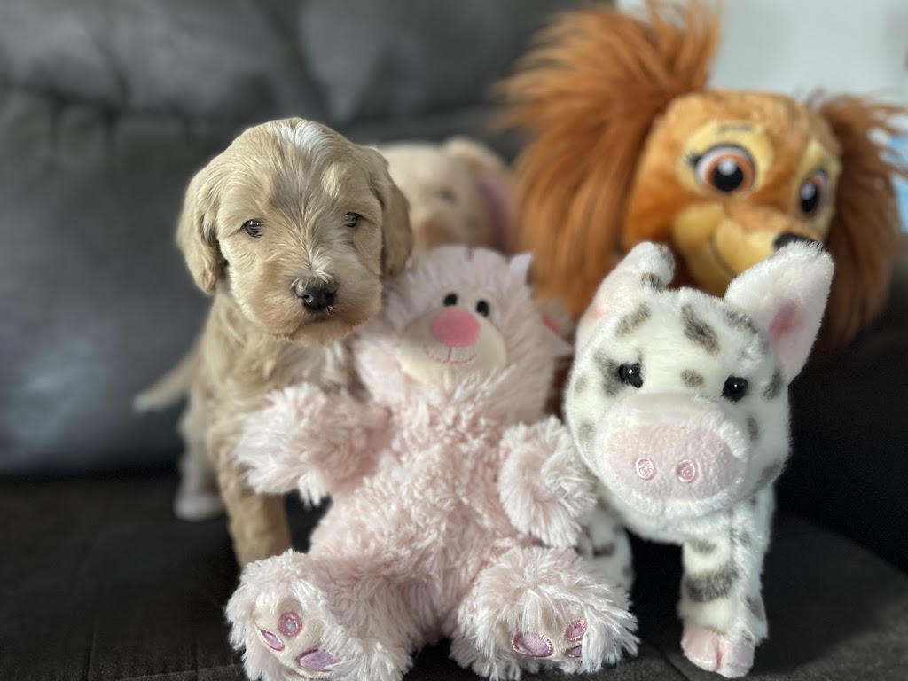 Snuggle Doodles | 1 St W RR 1, Coutts, AB T0K 0N0, Canada | Phone: (403) 448-1077