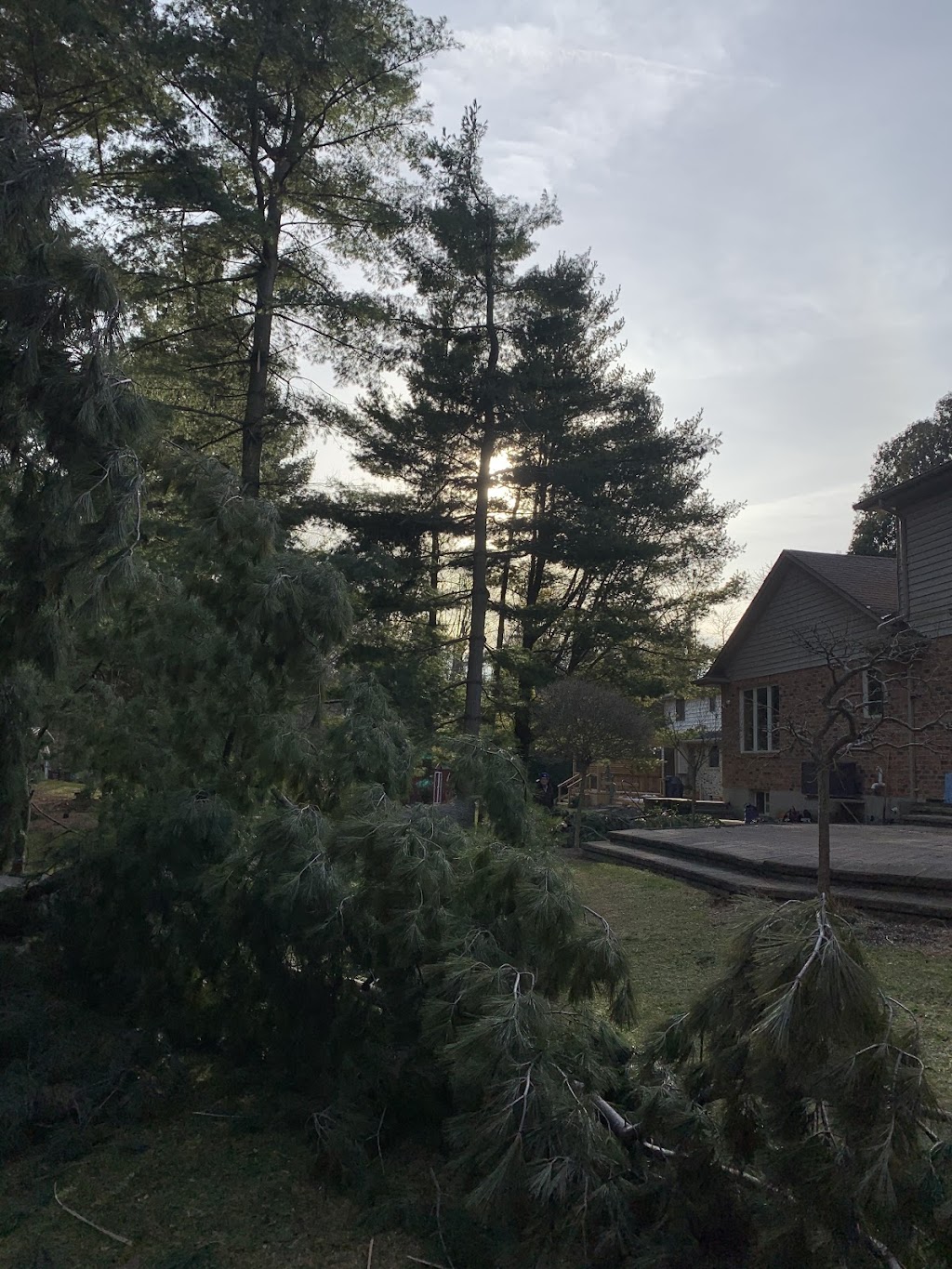 Sharpe Tree Service | 3020 River Dr, Wardsville, ON N0L 2N0, Canada | Phone: (519) 852-7061