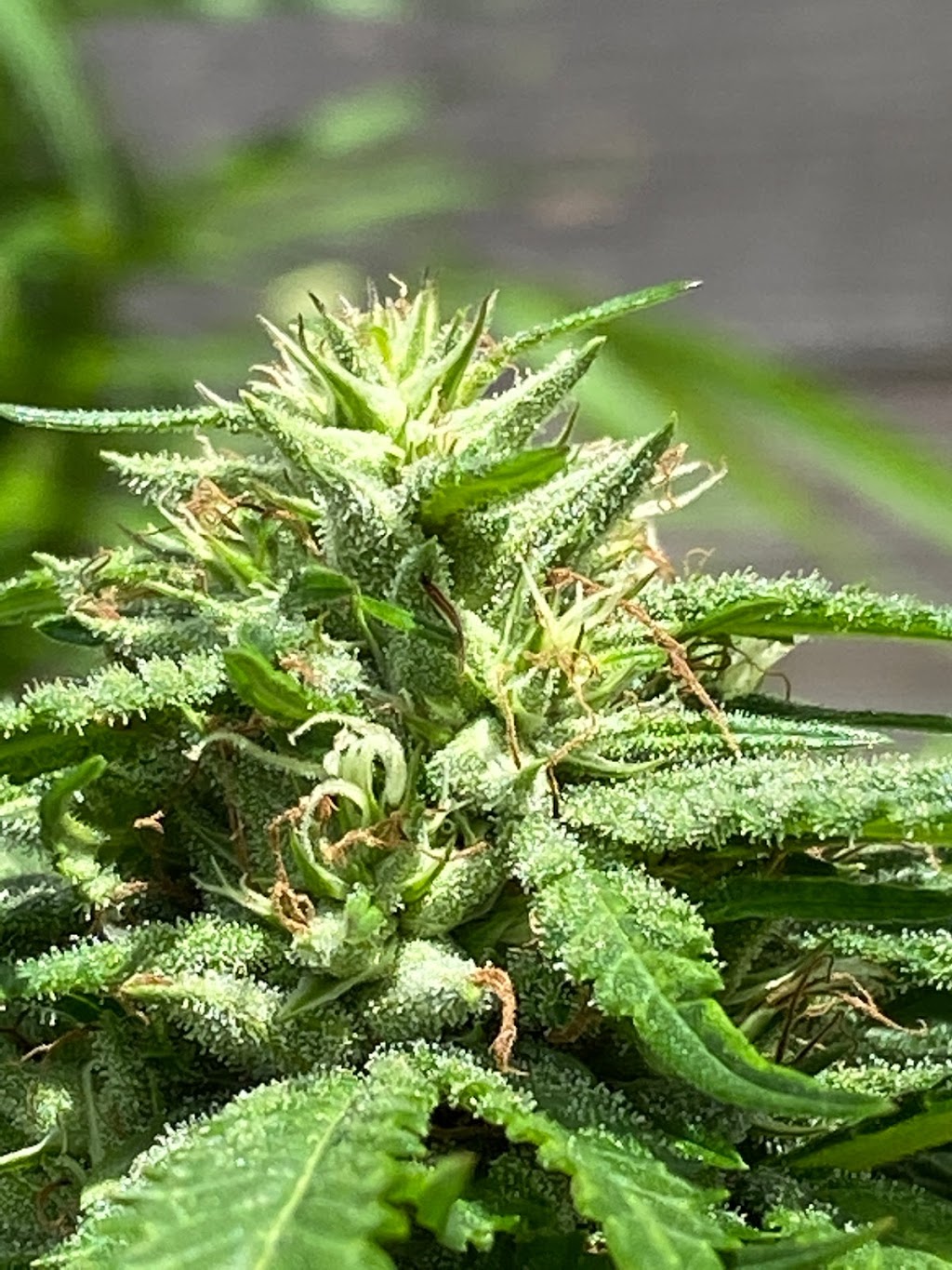 Growers World | 1775 Danforth Ave, Toronto, ON M4C 1J1, Canada | Phone: (437) 242-7732