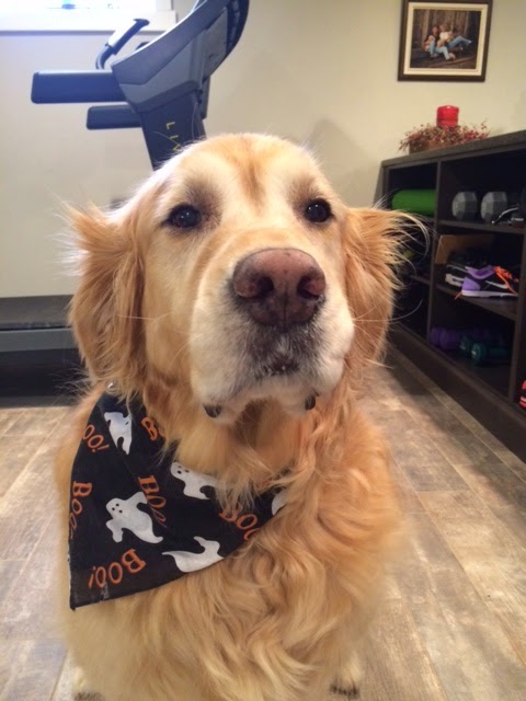 Lockerby Animal Hospital | 2178 Armstrong St, Sudbury, ON P3E 5G9, Canada | Phone: (705) 522-4555
