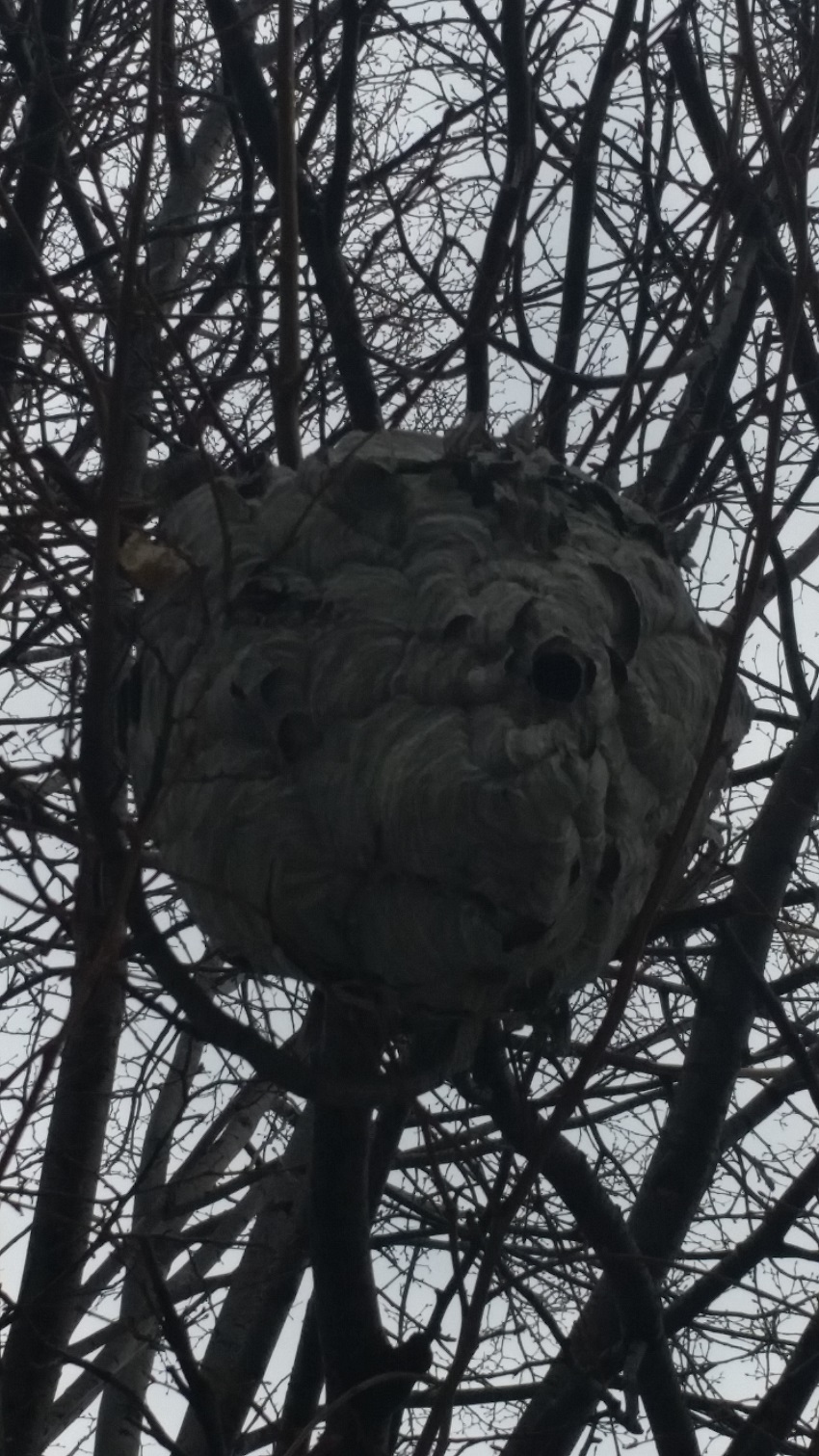 Wasp Control Gta | 106-A Richwood Cres, Brampton, ON L6X 4K7, Canada | Phone: (647) 567-7378