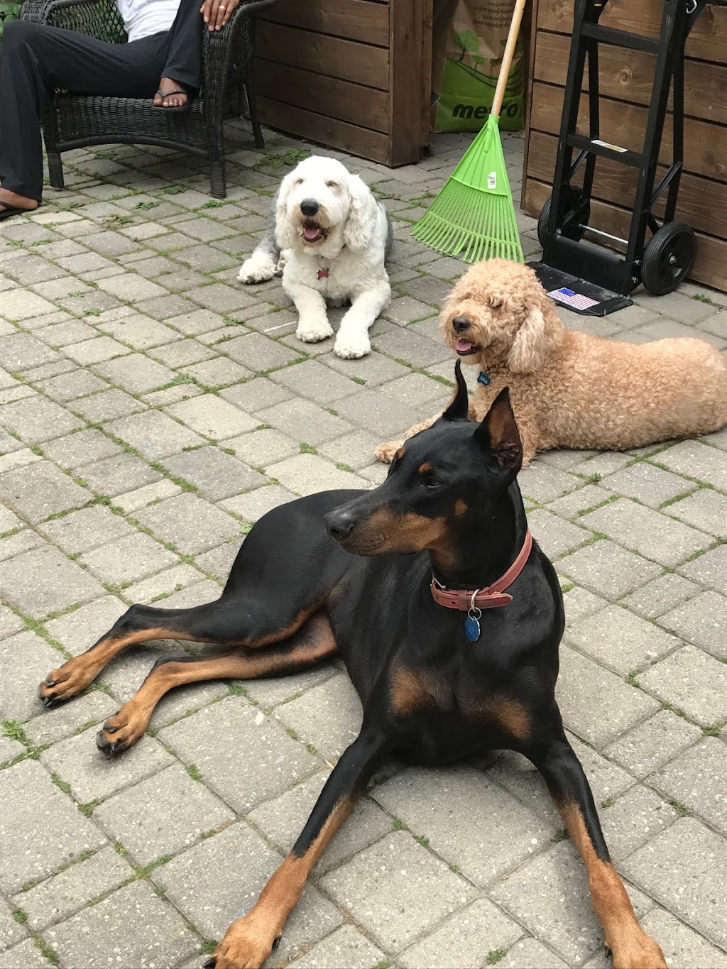 Woof-Tastic Doggie Care | 883 Percy Crescent, Kingston, ON K7M 4P3, Canada | Phone: (416) 820-3195