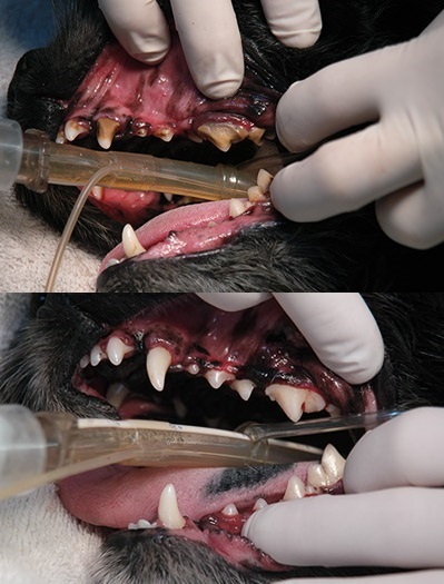 Point Grey Veterinary Hospital | 4362 W 10th Ave, Vancouver, BC V6R 2H7, Canada | Phone: (604) 228-9633