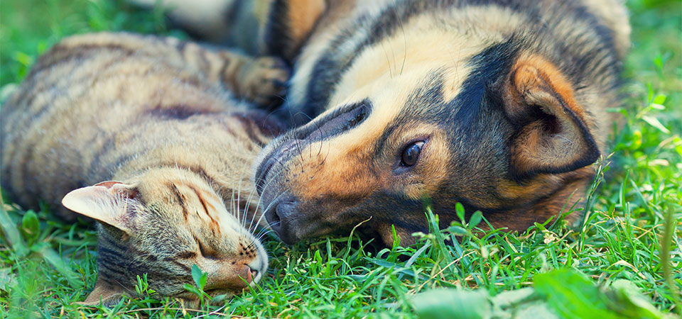 Machray Animal Hospital | 1039 McPhillips St, Winnipeg, MB R2X 2K6, Canada | Phone: (204) 586-9721