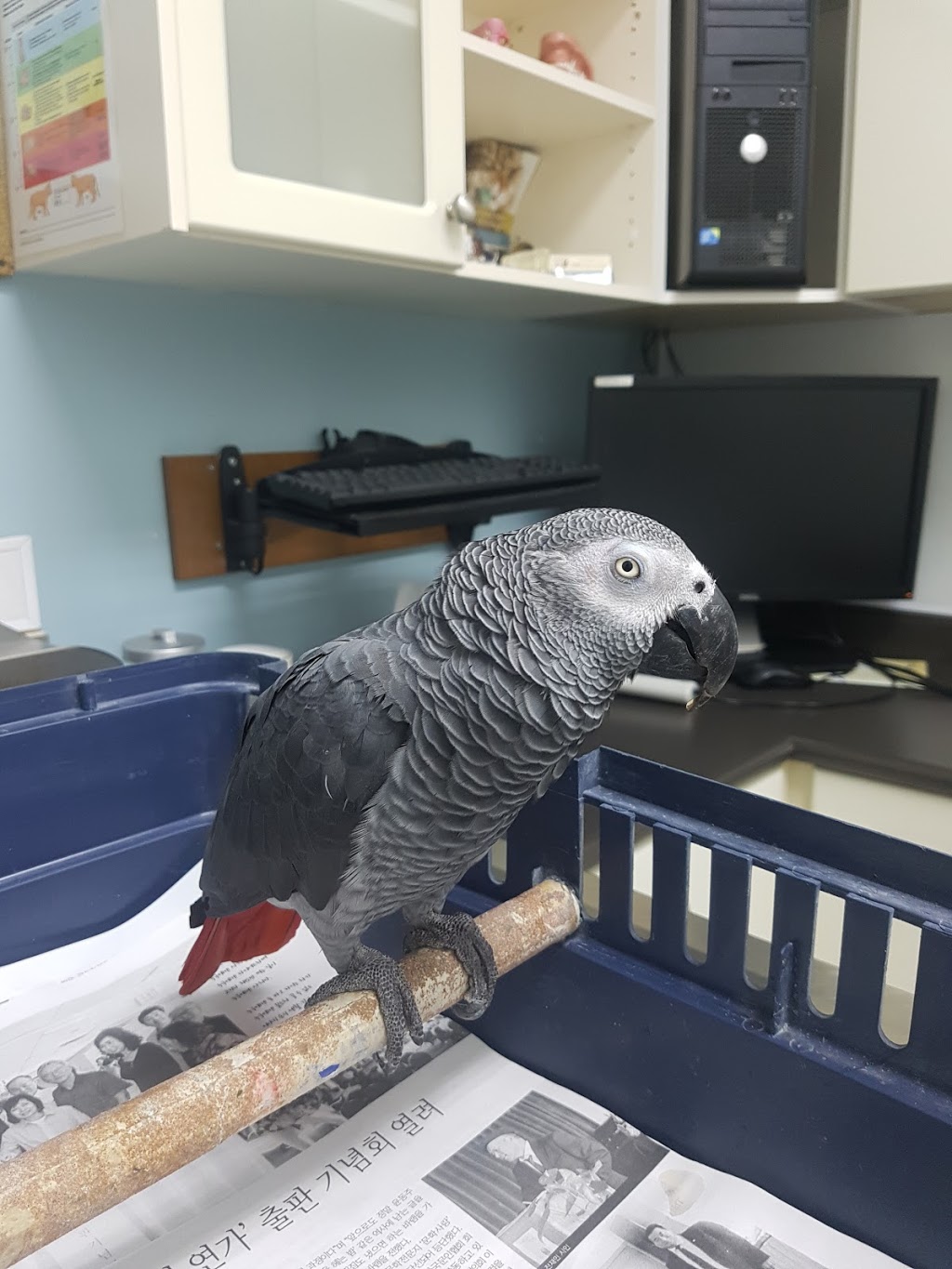 Apex Animal Hospital | 19909 64 Ave #102, Langley City, BC V2Y 1G9, Canada | Phone: (604) 514-1444