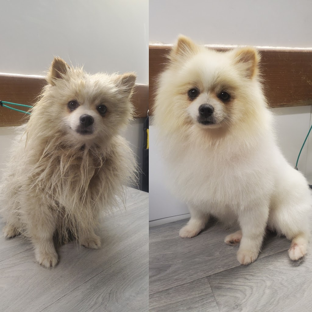 Furry Fannys Pet Grooming | 166 11 St, Winkler, MB R6W 1X1, Canada | Phone: (204) 384-5833