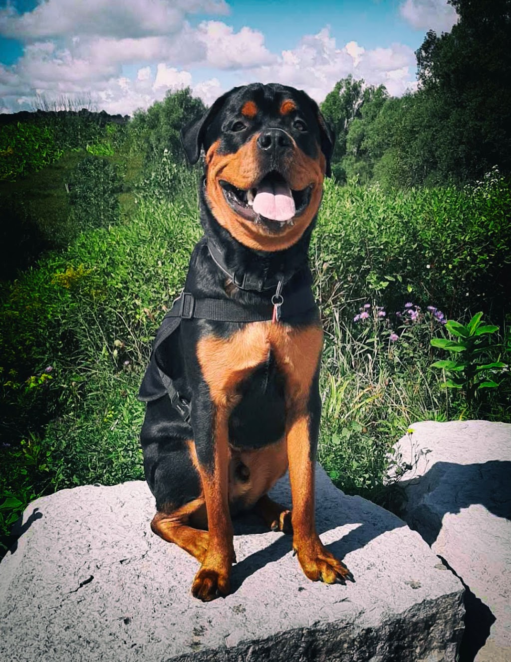 Perfect Dog For Life Off Leash K9 Training | 2092 Foreman Rd RR6, Cambridge, ON N1R 5S7, Canada | Phone: (519) 222-8686