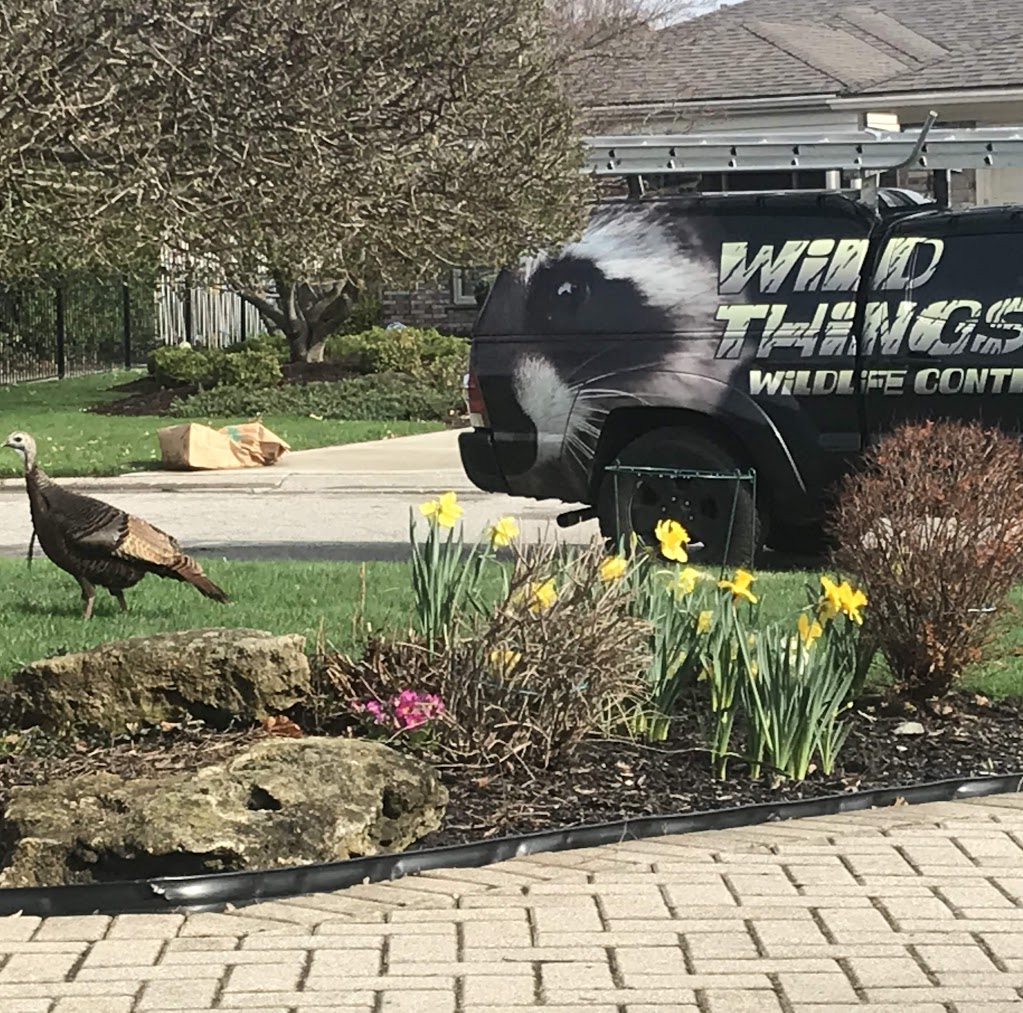 Wild Things Wildlife Control | 1308 Victoria Dr, London, ON N5Y 4E4, Canada | Phone: (519) 435-1470