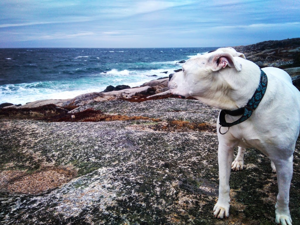 Duncans Cove Nature Reserve | Duncans Cove, NS B3V 1K4, Canada