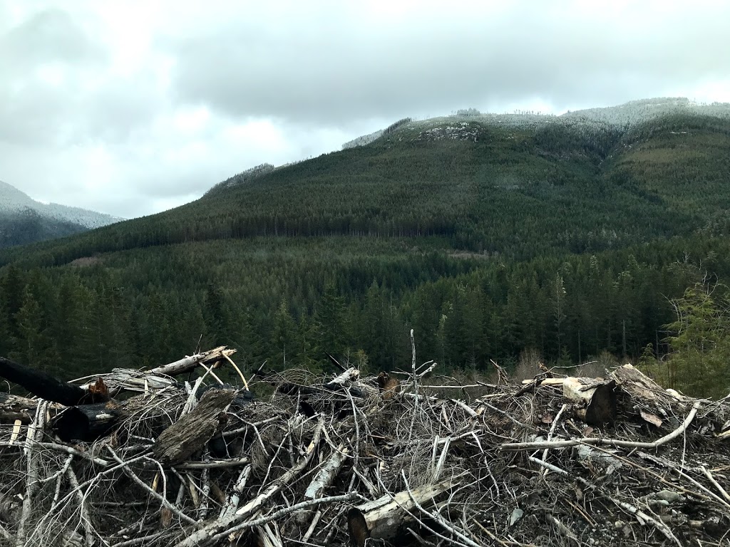 Red Creek Fir - the worlds largest Douglas Fir tree | Juan de Fuca, BC V0S, Canada | Phone: (778) 817-1068