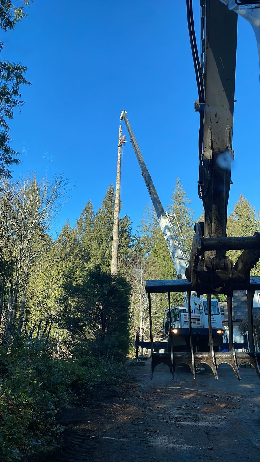 Competition Tree Service | Shawnigan Lake, BC V0R 2W0, Canada | Phone: (250) 744-6498