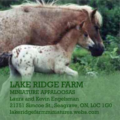 Lake Ridge Farm Miniature Horses | 21751 Simcoe St, Seagrave, ON L0C 1G0, Canada | Phone: (905) 985-4600