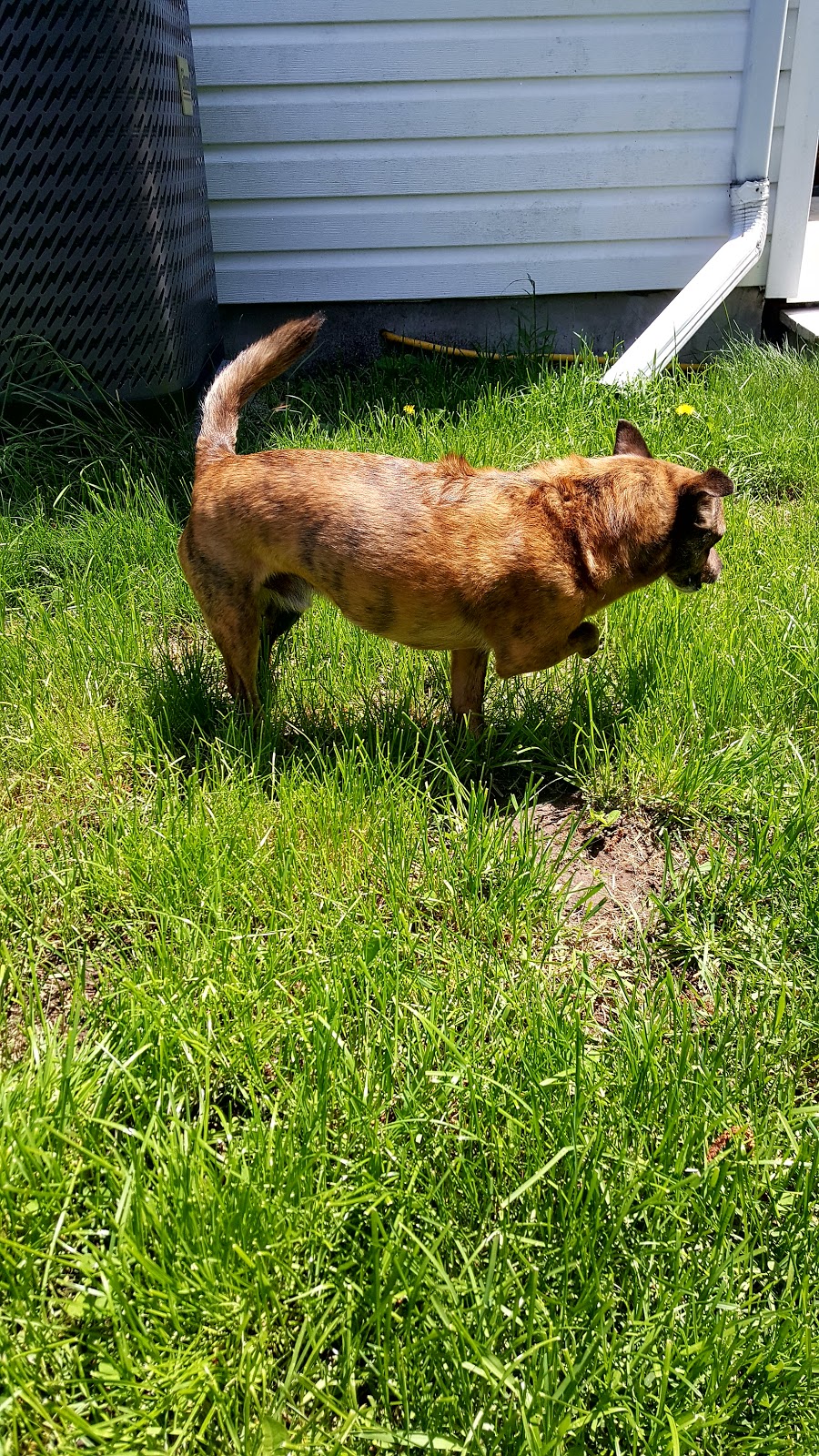 Durham Dog Club | 888 Glen St apartment 420, Oshawa, ON L1J 5Z4, Canada | Phone: (647) 780-1791