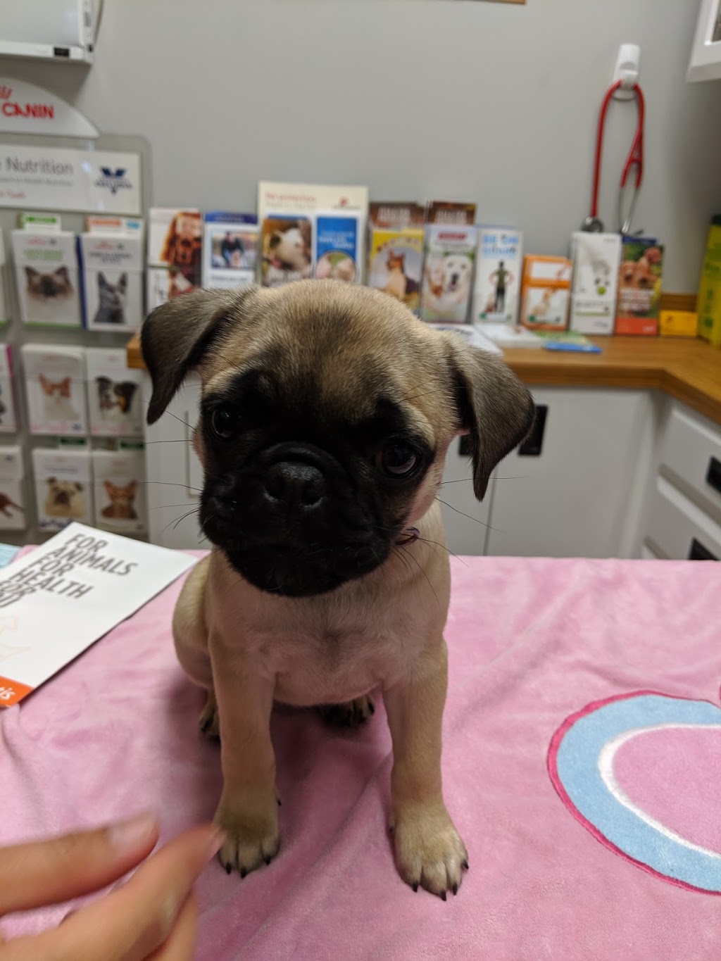 Humber Bay Veterinary Hospital | 2139 Lake Shore Blvd W, Toronto, ON M8V 0B3, Canada | Phone: (647) 479-7719