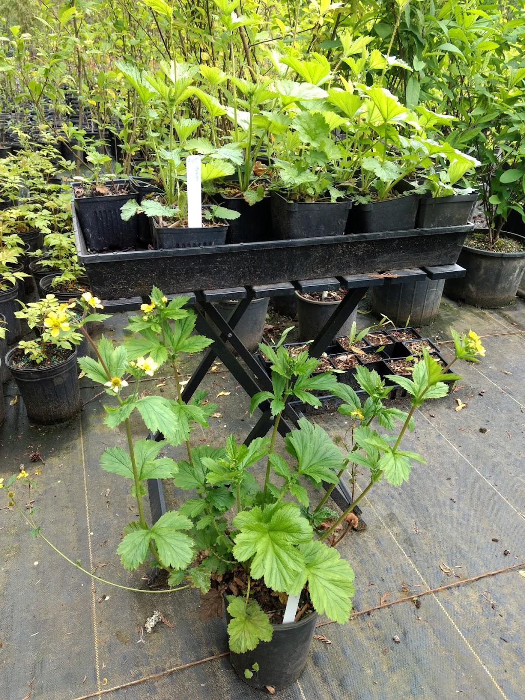 Streamside Native Plants | 7455 Island Hwy W, Bowser, BC V0R 1G0, Canada | Phone: (250) 757-9999