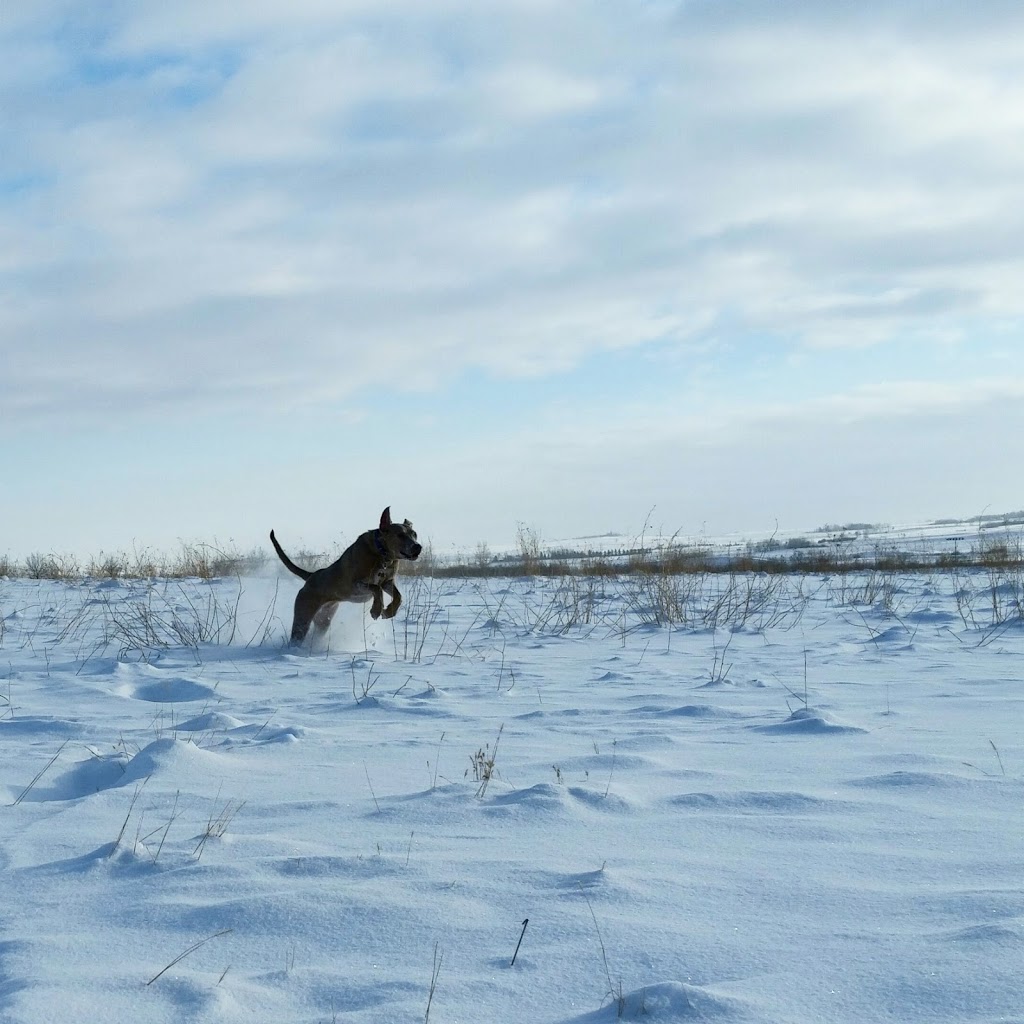 Off Leash Park | 132 Drake Landing Ridge, Okotoks, AB T1S 0H1, Canada | Phone: (403) 938-4404