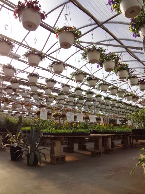 Arber Greenhouses Ltd | Wetaskiwin County No. 10, AB T9A 2Y9, Canada | Phone: (780) 352-7520