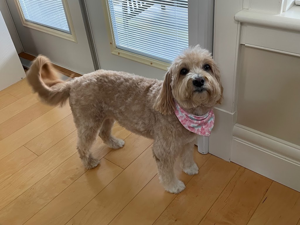 Cute Puppy Grooming Salon | 4498 Southwood St, Burnaby, BC V5J 2G6, Canada | Phone: (778) 878-7788