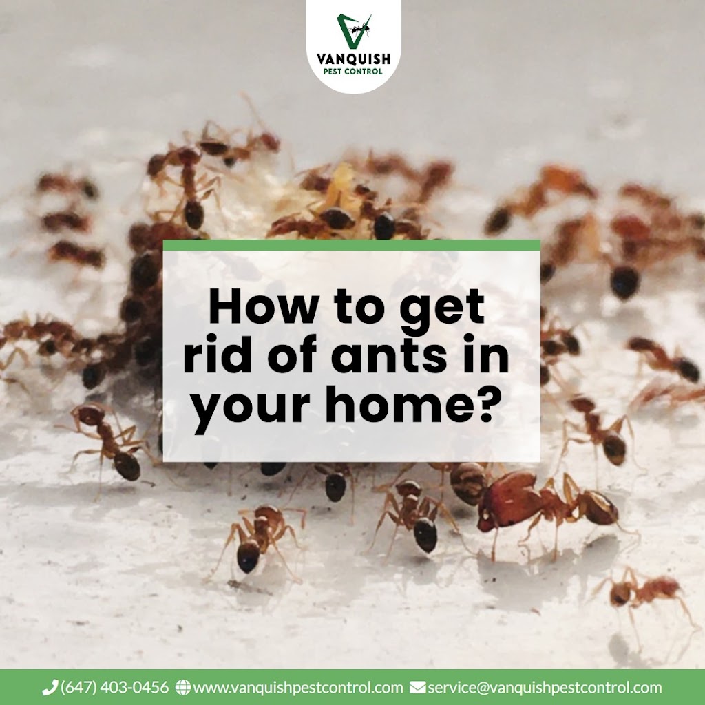 Vanquish Pest Control | 10 Demaris Dr, Brampton, ON L6R 3P5, Canada | Phone: (647) 403-0456