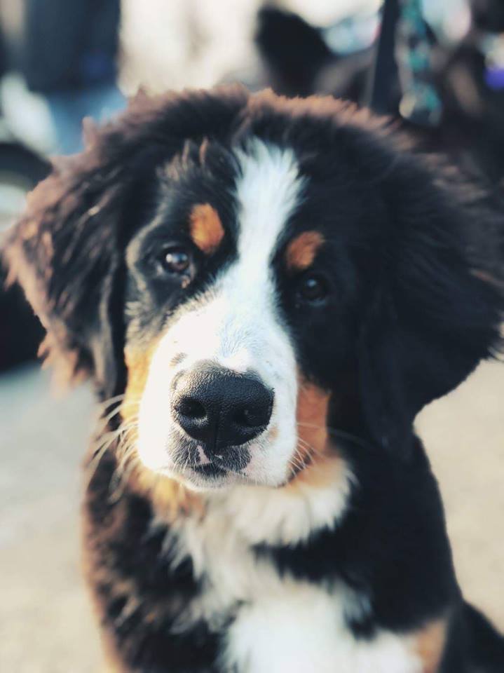 Pampered Paws Inn | 1725 Hammonds Plains Rd, Hammonds Plains, NS B4B 1P5, Canada | Phone: (902) 835-5739