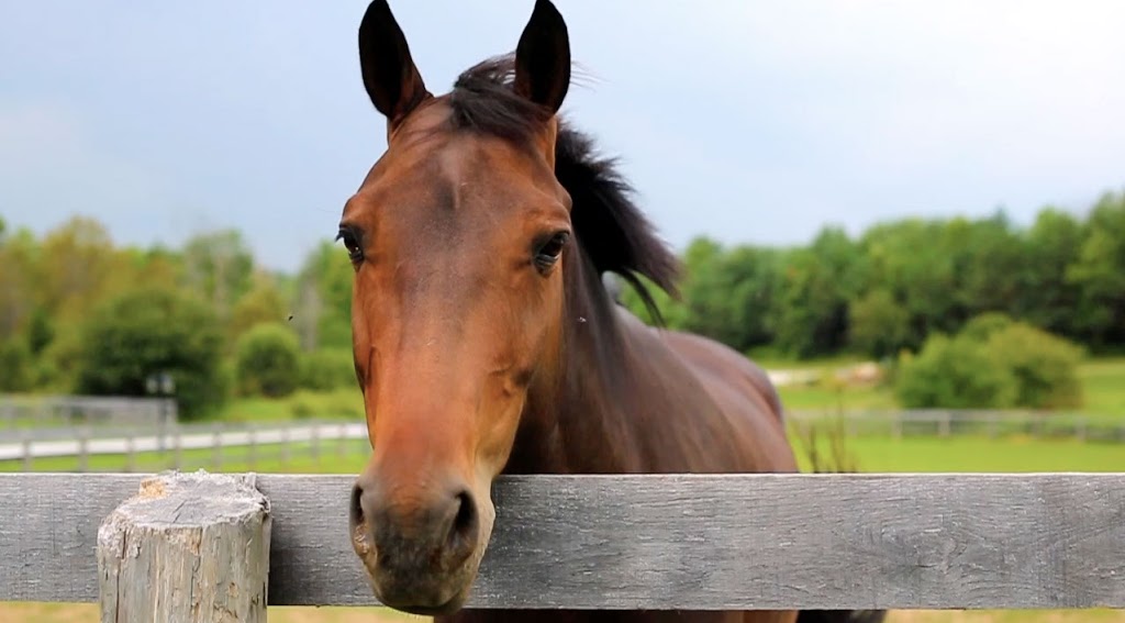 The Meadows Equine | 2495 Lloydtown Aurora Side Road, King City, ON L7B 1A3, Canada | Phone: (905) 841-9879