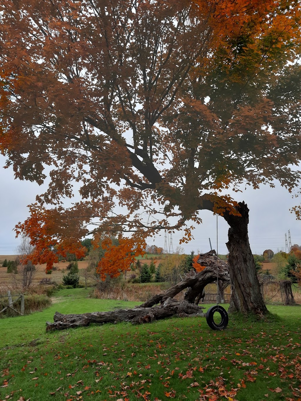 Leaning Stable Acres | 6417 Holt Rd, Hampton, ON L0B 1J0, Canada | Phone: (289) 943-1175