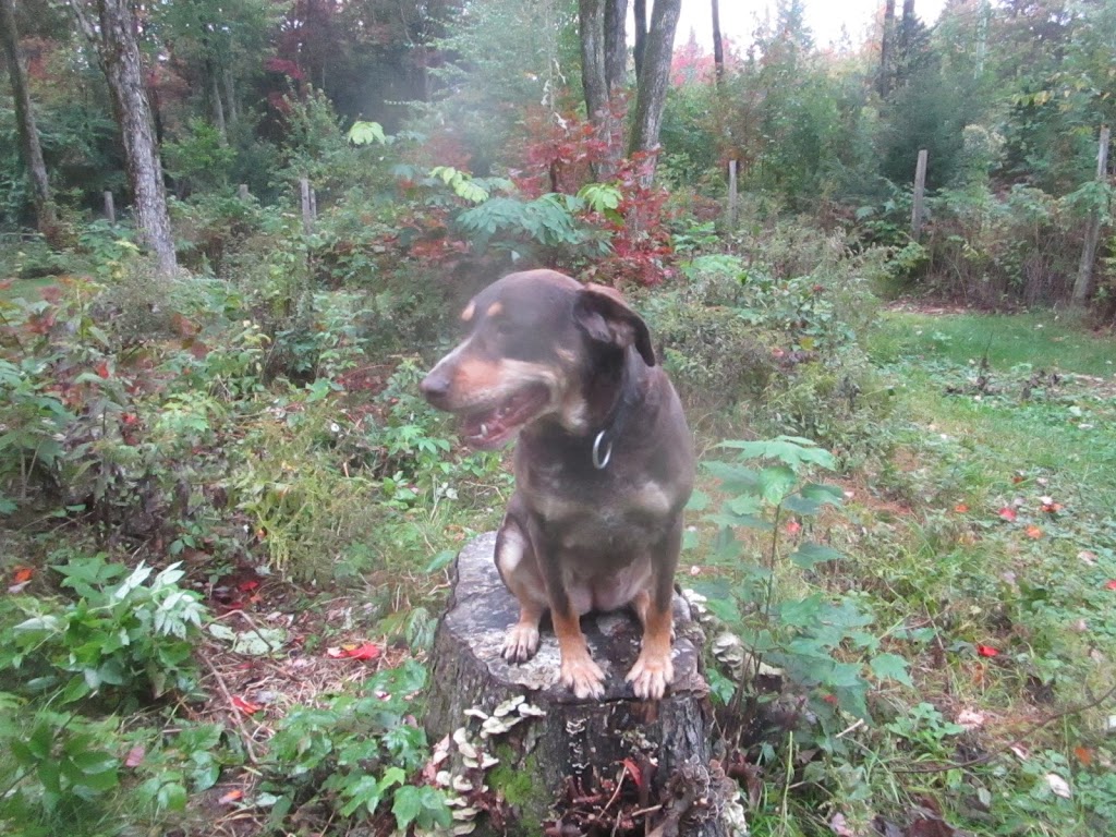 pour l,amour des chiens | 20 Rue Boutin, Lévis, QC G6J 1E8, Canada | Phone: (418) 889-0209