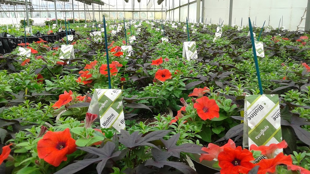 Regal Florist and Garden Centre | 1616 Niagara Stone Rd, Virgil, ON L0S 1T0, Canada | Phone: (905) 468-2181