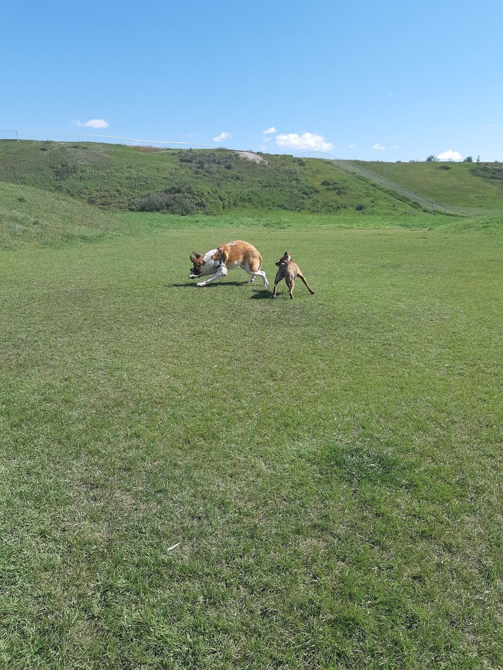 Off-leash park | Cochrane, AB T4C 1M1, Canada