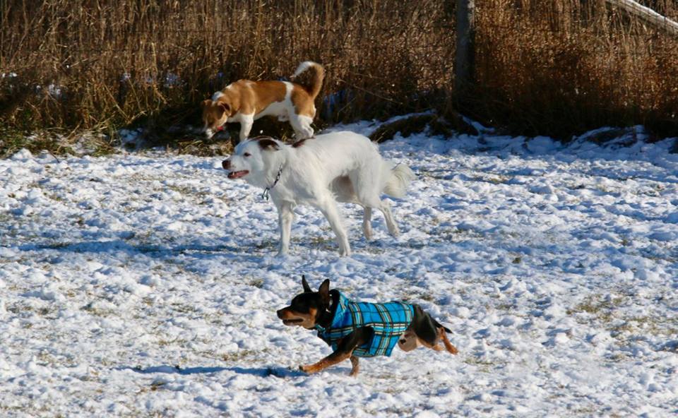 Dog World Bedrock Kennels | 3904 March Rd, Carp, ON K0A 1L0, Canada | Phone: (613) 256-3649
