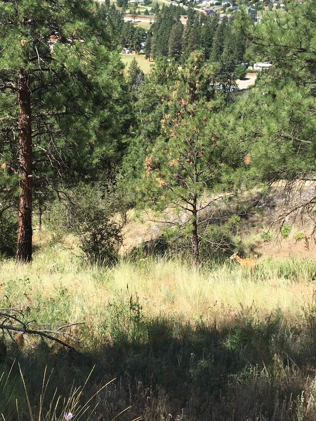 Eain Lamont Park | Lakeview Cove Rd, West Kelowna, BC V1Z 3P6, Canada