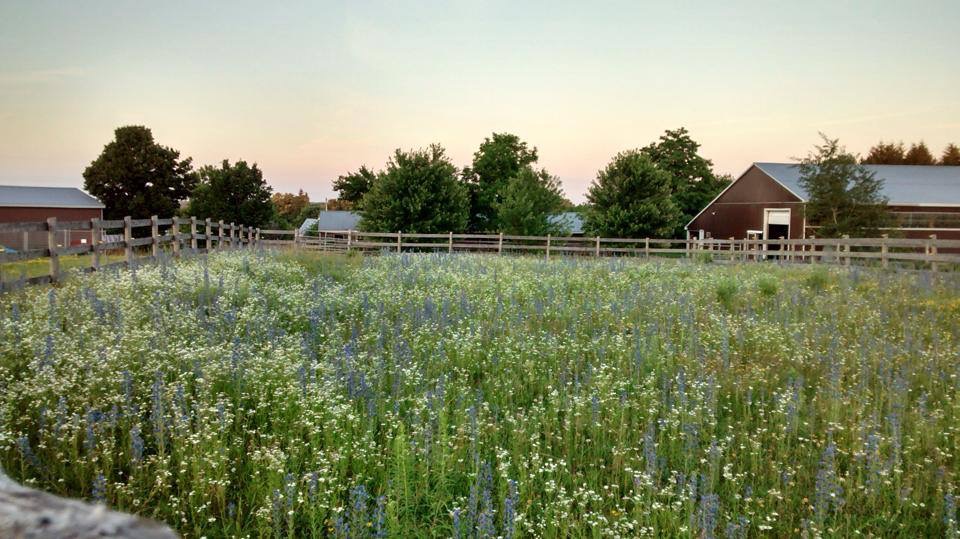Eddo Hoekstra Dressage | 2833 County Rd 29, Peterborough, ON K9J 6X5, Canada | Phone: (705) 876-9242