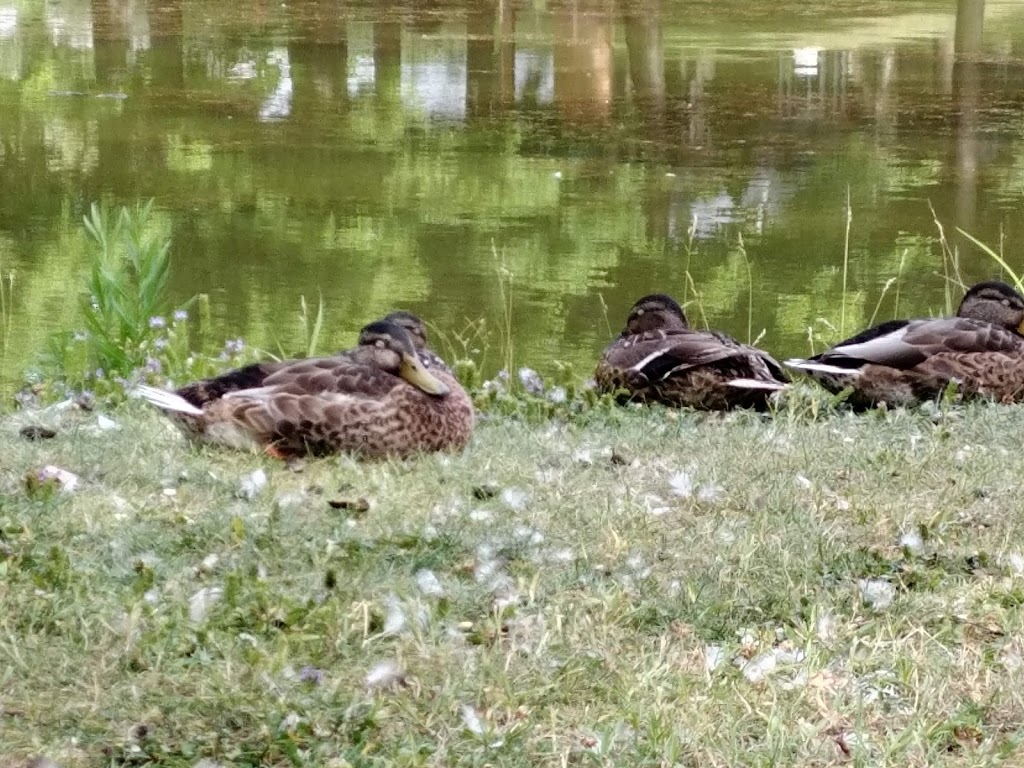 Lac aux Canards | Saint-Jérôme, QC J7Z 1X4, Canada