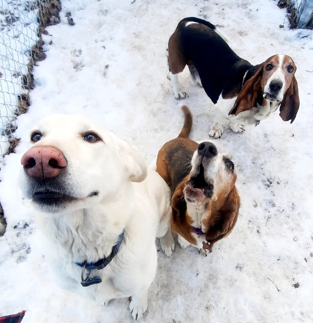 Country Kennels | 48412 Range Rd 260 RR 1 Stn Main, Leduc, AB T9E 2X1, Canada | Phone: (780) 986-4664
