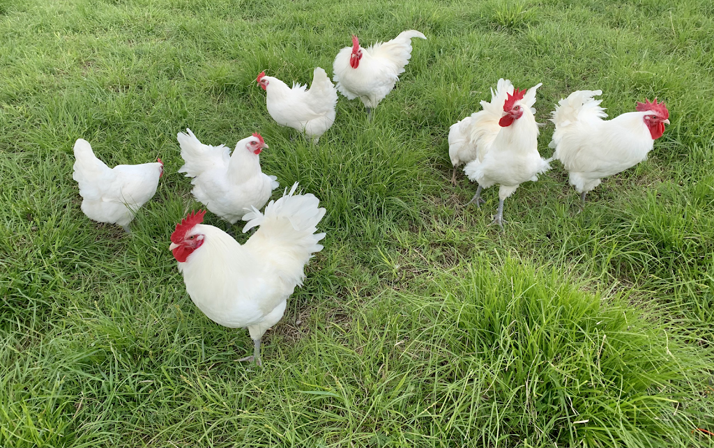 Ferme Province Hill | 91 Chem. de Province Hill, Mansonville, QC J0E 1X0, Canada | Phone: (438) 872-9135