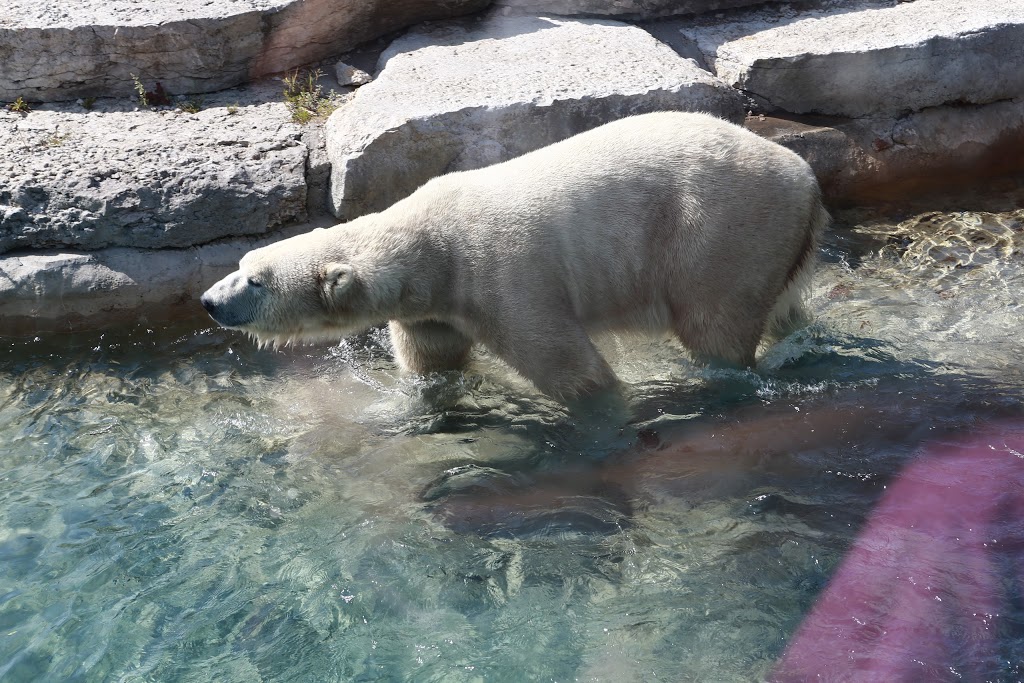 Polar Bear Exhibit | 2000 Meadowvale Rd, Scarborough, ON M1B 5K7, Canada | Phone: (416) 392-5929