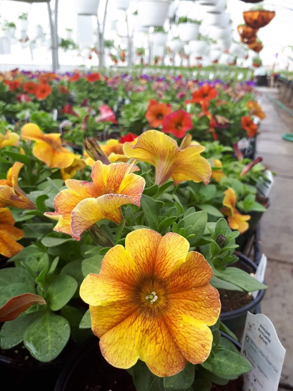 Horto Verdi Inc. 1665 QC277, LacEtchemin, QC G0R 1S0, Canada